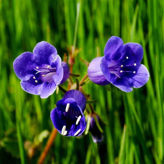 Bluebell blume samen for anpflanzung