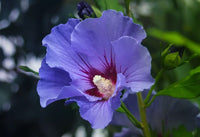 Hibiskus Syriacus Blumensamen zur Aussaat Drought verträglich Traditionssorte & ohne Gentechnik Samen Hausgarten