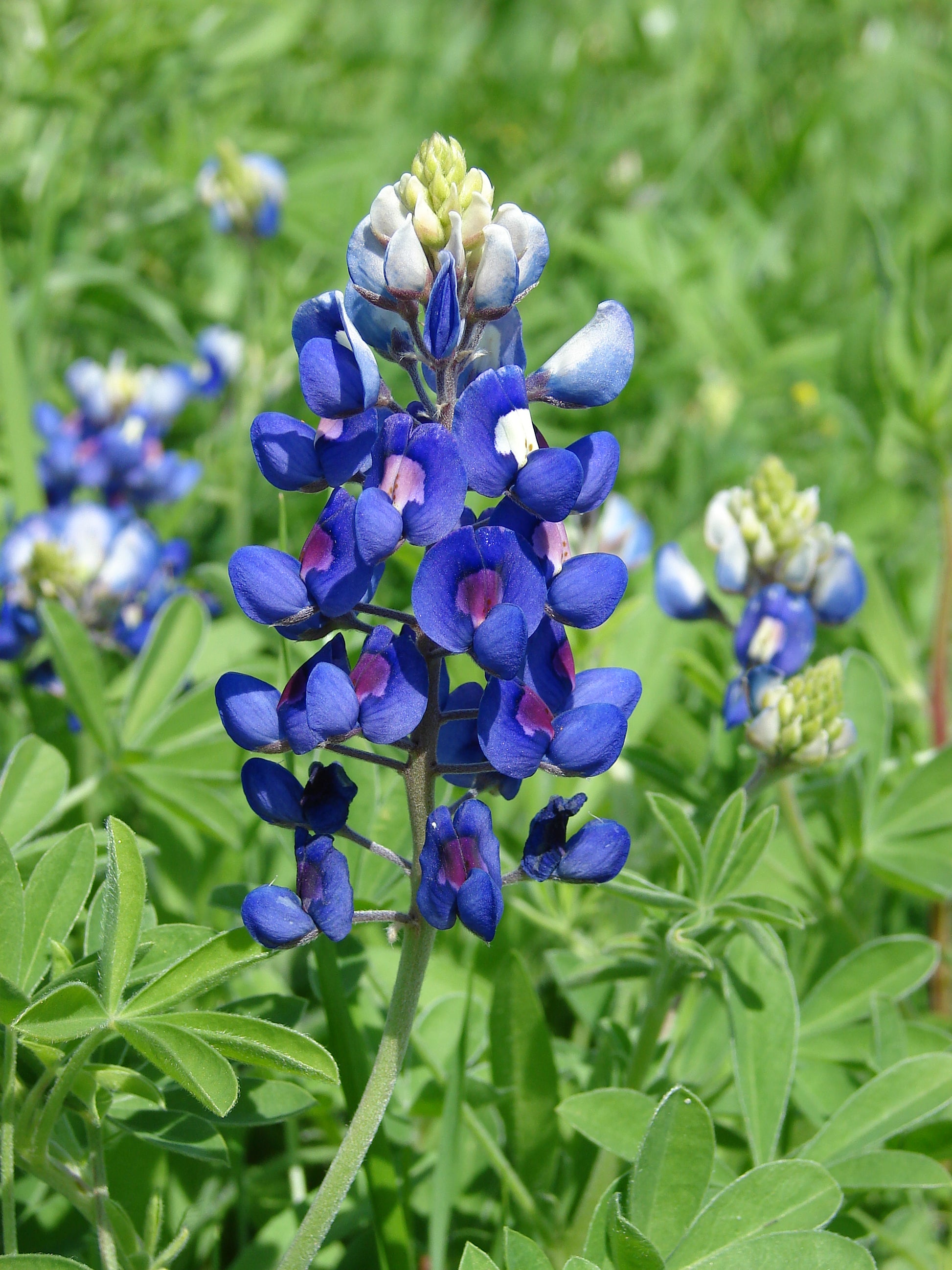 Bluebonnet Samen zur Aussaat: Anzucht Blumen