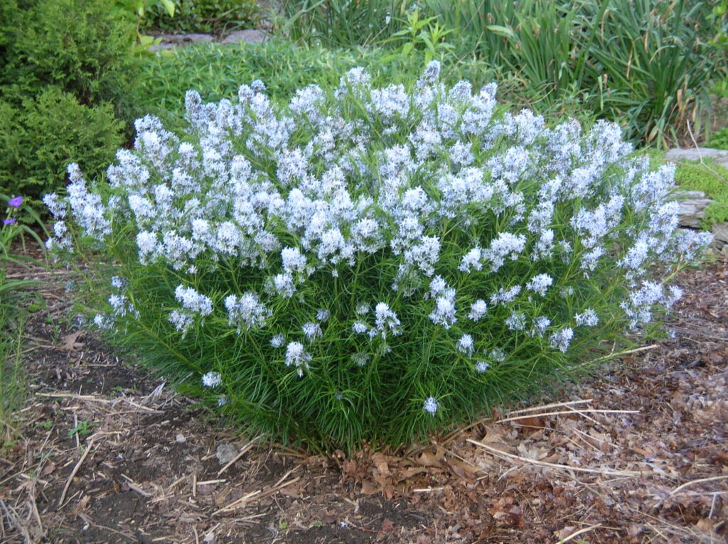 Amsonia Hubrichtii Blumensamen zur Aussaat lang Blüte Saison Traditionssorte & ohne Gentechnik Samen Hausgarten