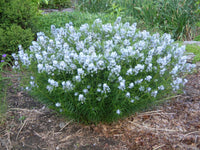 Amsonia Hubrichtii Blumensamen zur Aussaat lang Blüte Saison Traditionssorte & ohne Gentechnik Samen Hausgarten