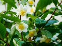 kaufen green camellia sinensis pflanze pflanzung samen Stück, 100 Stück