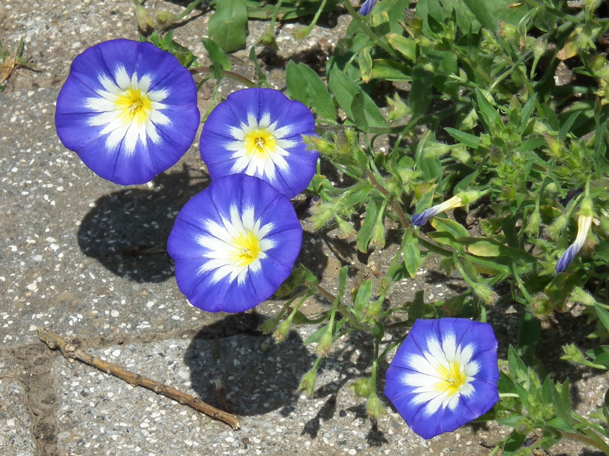 Convolvulus Blumensamen zur Aussaat sonnenliebend Traditionssorte & ohne Gentechnik Samen Hausgarten