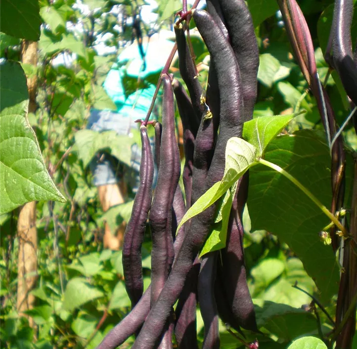 Lila Stallard Bean Gemüse Samen zum Pflanzen