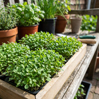 Bockshornklee Microgreens Samen Methi