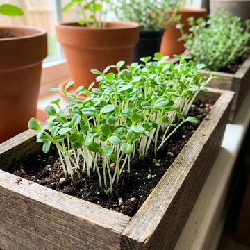 Bockshornklee Microgreens Samen Methi