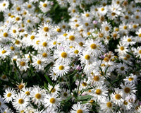 Boltonia (boltonia asteroides) samen for anpflanzung in home garten