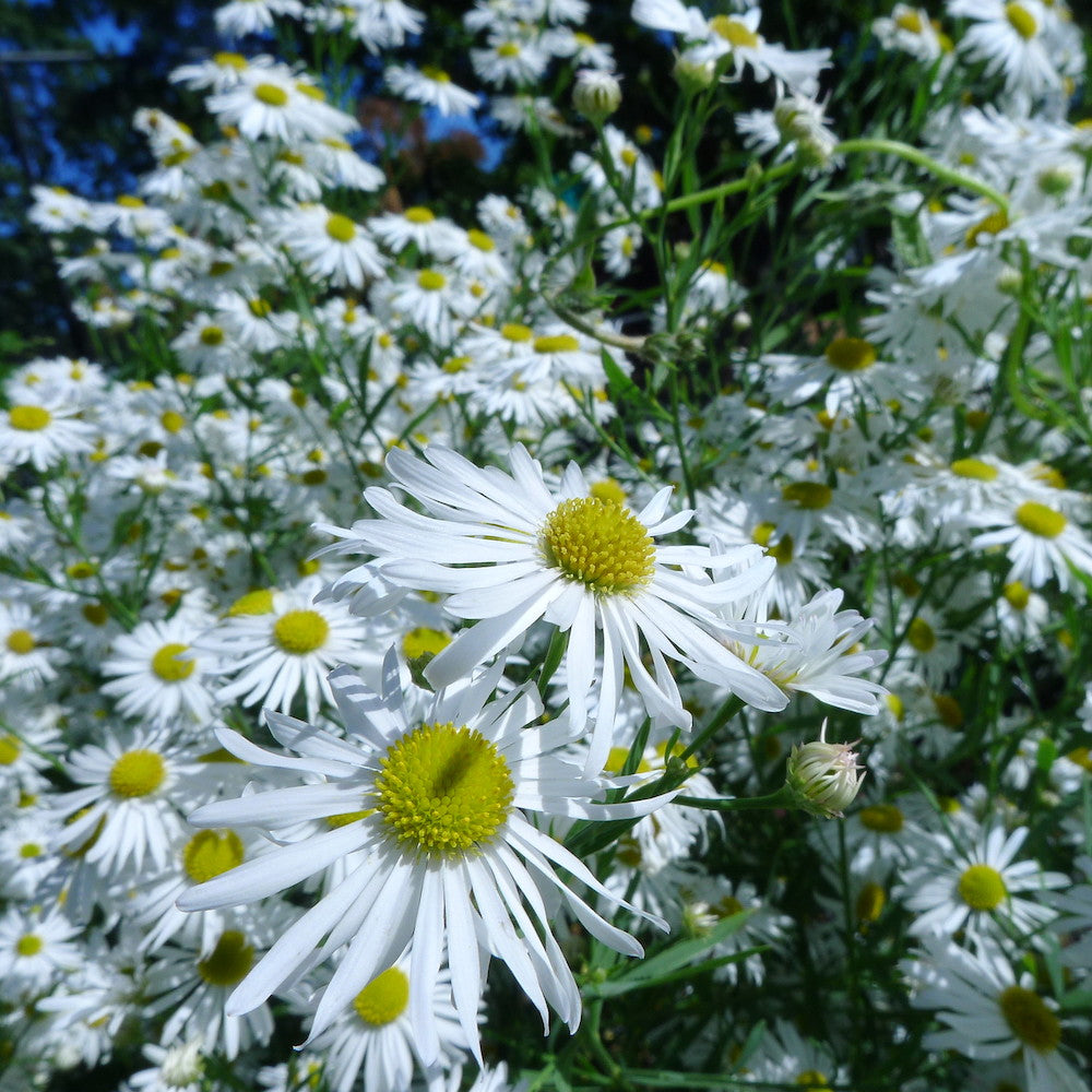 Boltonia Asteroides Blumensamen zur Aussaat leuchtend Blüten Traditionssorte & ohne Gentechnik Samen Hausgarten