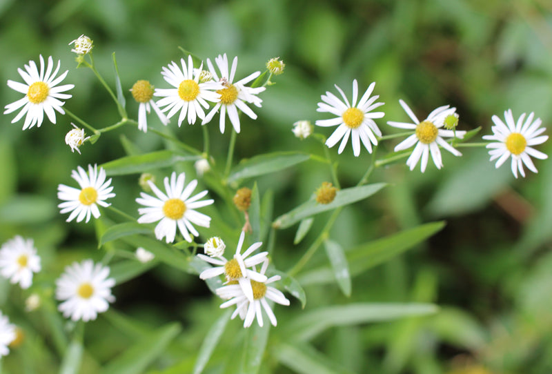 Boltonia Asteroides Blumensamen zur Aussaat leuchtend Blüten Traditionssorte & ohne Gentechnik Samen Hausgarten