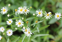 Boltonia Asteroides Blumensamen zur Aussaat leuchtend Blüten Traditionssorte & ohne Gentechnik Samen Hausgarten