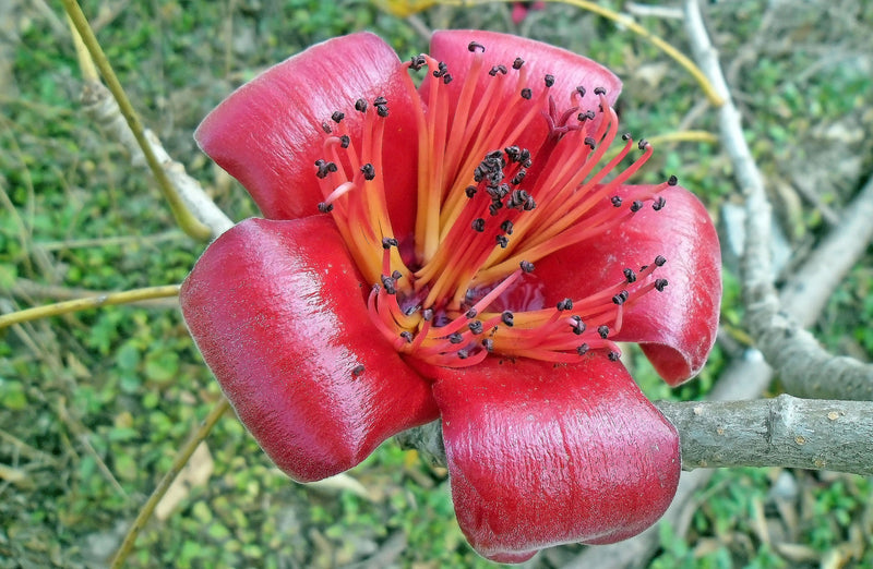 Bombax Ceiba Blumensamen zur Aussaat ideal Rabatten Traditionssorte & ohne Gentechnik Samen Hausgarten