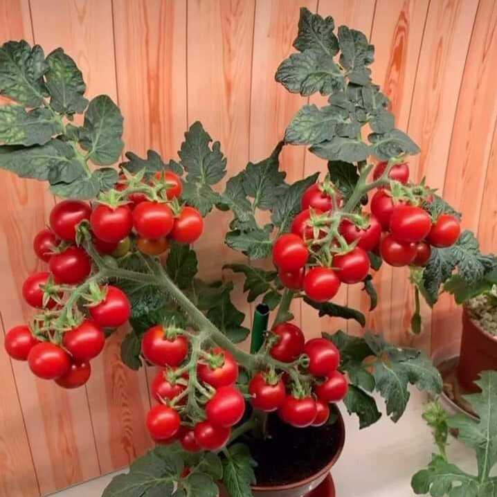 Rot Bonsai Tomate Planting Samen for Home Gardens
