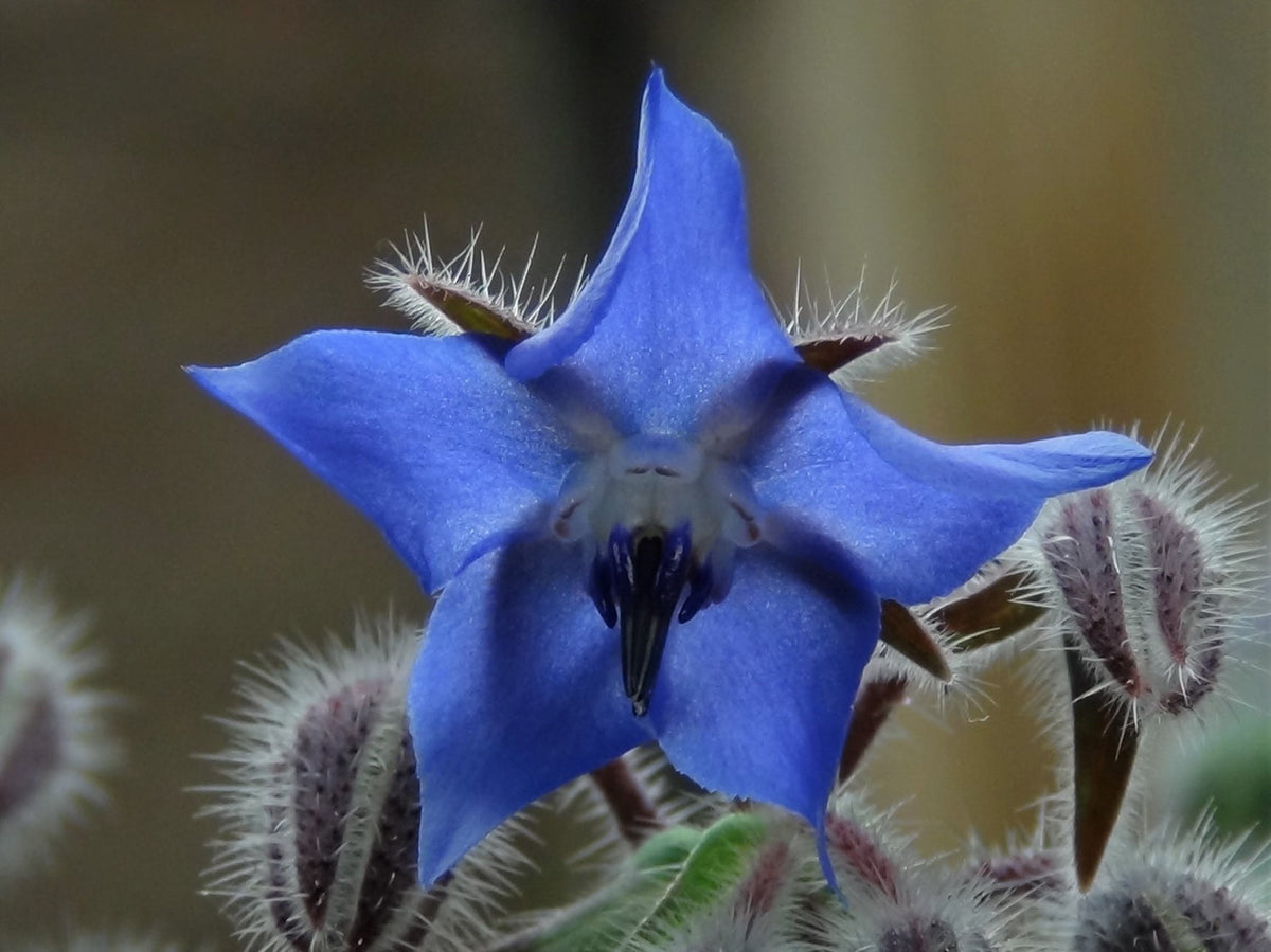 Borago officinalis blume samen for anpflanzung vibrant colors heirloom & gmo free samen for home garten 
 
 sale for anpflanzung in home garten