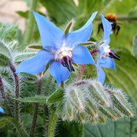 Blau Borage Blumensamen zur Aussaat – leuchtend – Traditionssorte & ohne Gentechnik Samen Hausgarten