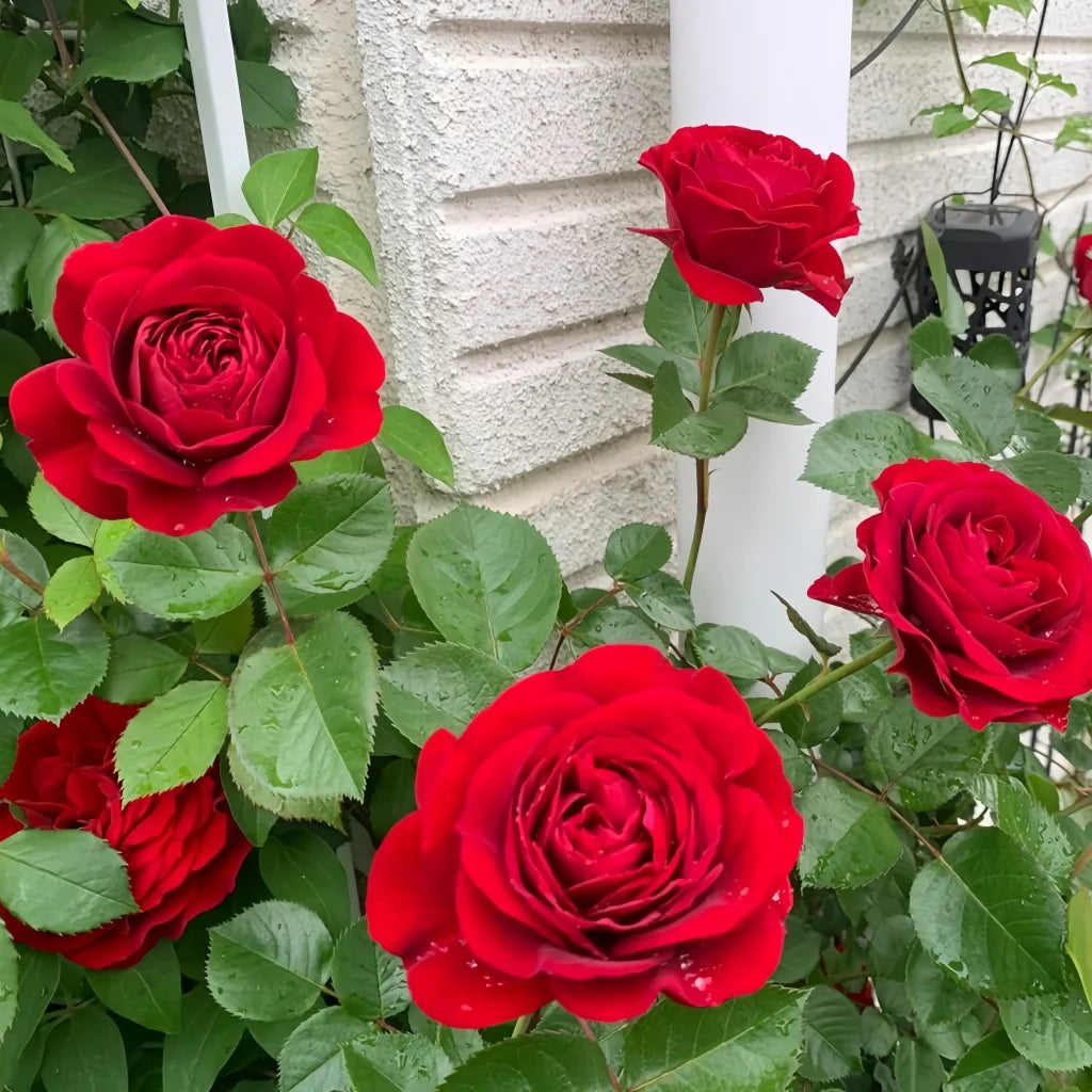 Bordeaux Rose Blumensamen zur Aussaat pflegeleicht Traditionssorte & ohne Gentechnik Samen Hausgarten