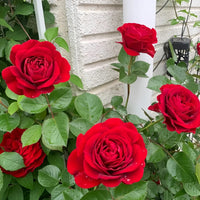 Bordeaux Rose Blumensamen zur Aussaat pflegeleicht Traditionssorte & ohne Gentechnik Samen Hausgarten