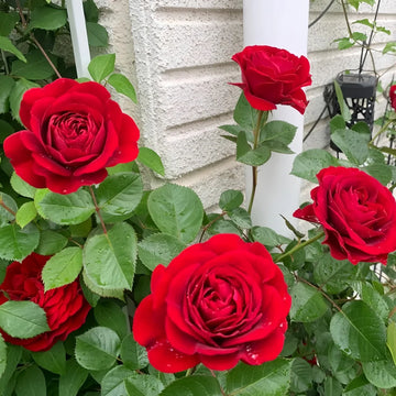 Bordeaux Rose Blumensamen zur Aussaat pflegeleicht Traditionssorte & ohne Gentechnik Samen Hausgarten