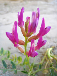 Lila Astragalus Blumensamen zur Aussaat – Drought verträglich – Traditionssorte & ohne Gentechnik Samen Hausgarten