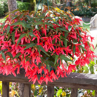 Orange bossa nova flowering samen for gardens