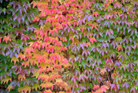 Boston Ivy Grün Rosa Blumensamen zur Aussaat – ideal Rabatten – Traditionssorte & ohne Gentechnik Samen Hausgarten