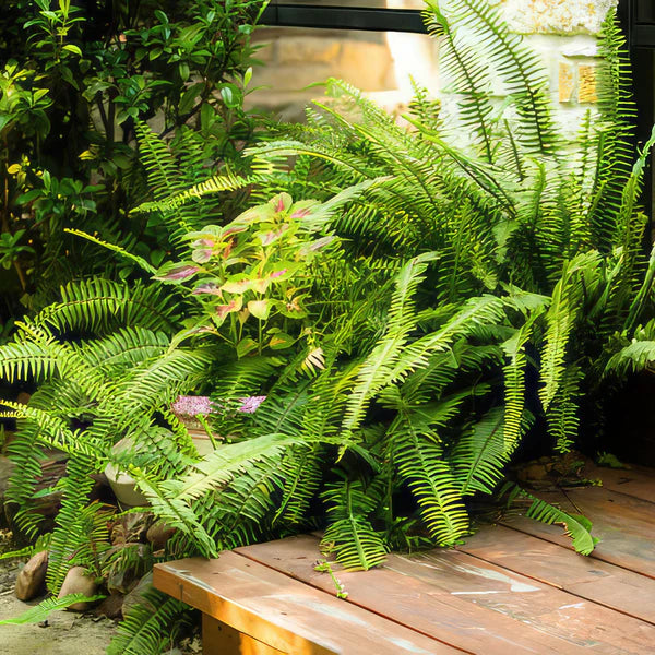 hell Grün Fern Pteridophyta Samen zur Aussaat Garten beliebt Traditionssorte & ohne Gentechnik Samen Hausgarten