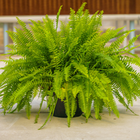 hell Grün Fern Pteridophyta Samen zur Aussaat Garten beliebt Traditionssorte & ohne Gentechnik Samen Hausgarten