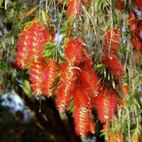 Rot Bottlebrush Baum Samen zur Aussaat Add leuchtend Garten