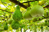 Lagenaria Siceraria Samen zum Pflanzen - Ideal Gemüsesamen for Your Garden