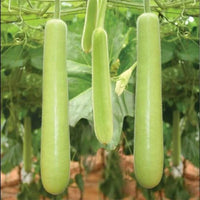 Weiß Cucumber Gemüse Samen zum Pflanzen