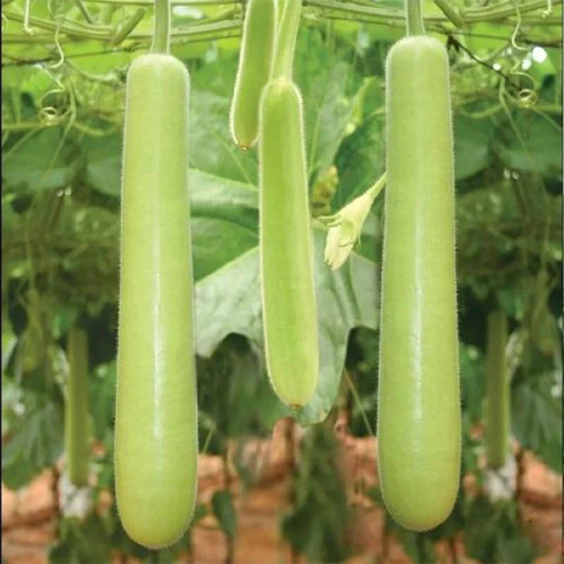Semi di zucca a fiaschetto verde per una semina facile