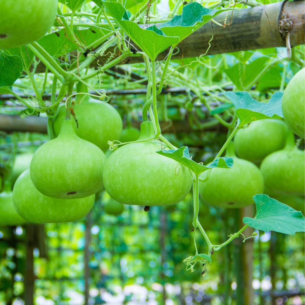 Round Bottle Gourd Gemüse Planting Samen
