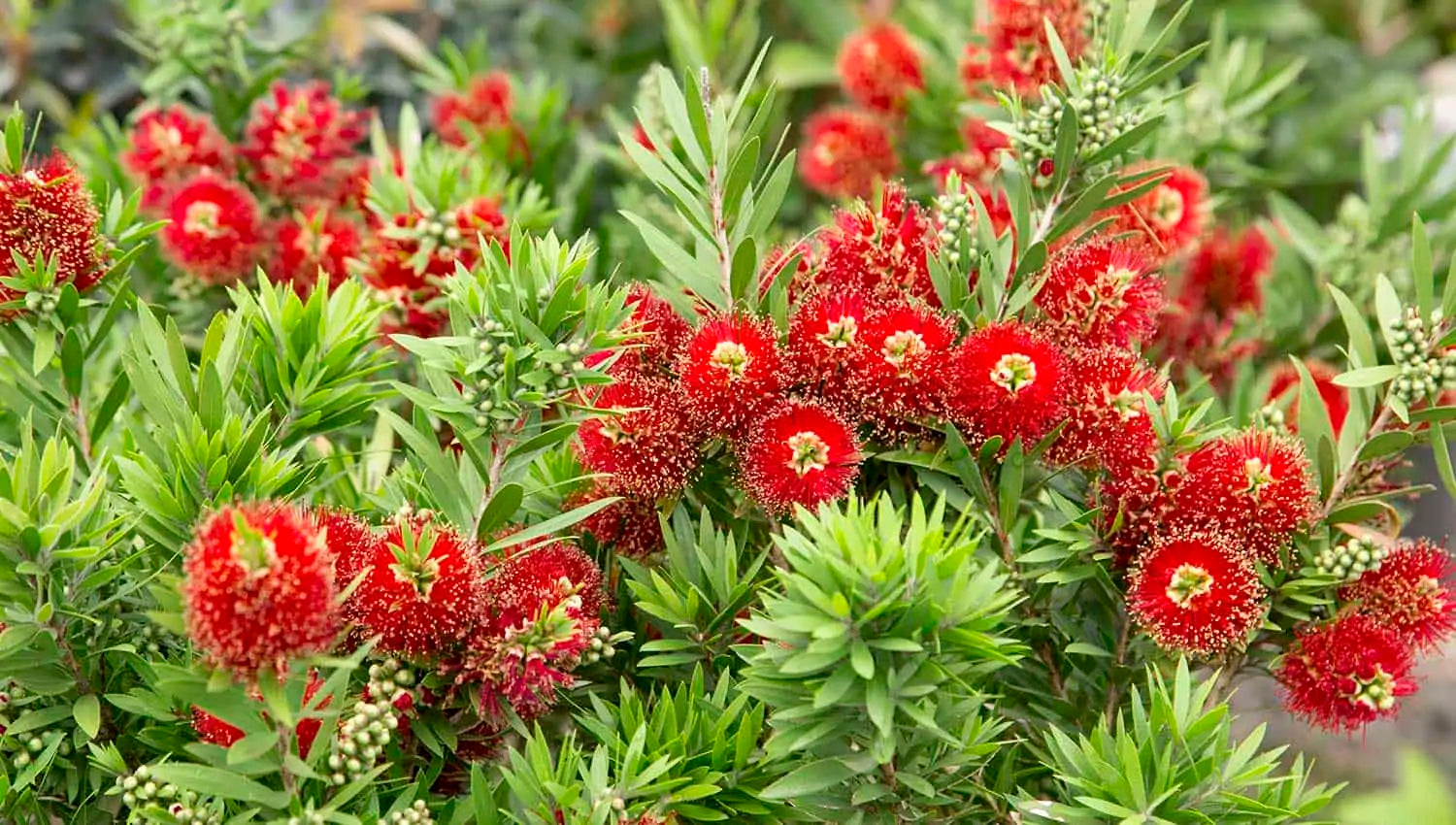 BottleBrush Blumensamen zur Aussaat kompakt Wuchs Traditionssorte & ohne Gentechnik Samen Hausgarten