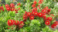 BottleBrush Blumensamen zur Aussaat kompakt Wuchs Traditionssorte & ohne Gentechnik Samen Hausgarten