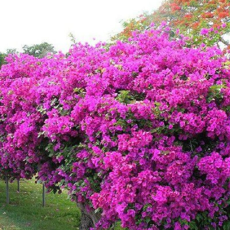 klein Rosa Drillingsblume Blumensamen zur Aussaat – ideal Rabatten – Traditionssorte & ohne Gentechnik Samen Hausgarten