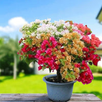 High germination bougainvillea mixed samen
