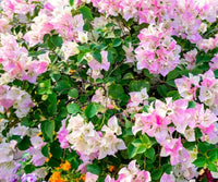 Weiß Rosa Drillingsblume Blumensamen zur Aussaat hochwertige Qualitäts- Traditionssorte & ohne Gentechnik Samen Hausgarten