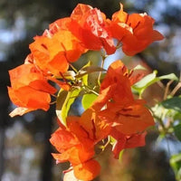 Orange Drillingsblume Blumensamen zur Aussaat – leuchtend Blüten für Ihren Garten