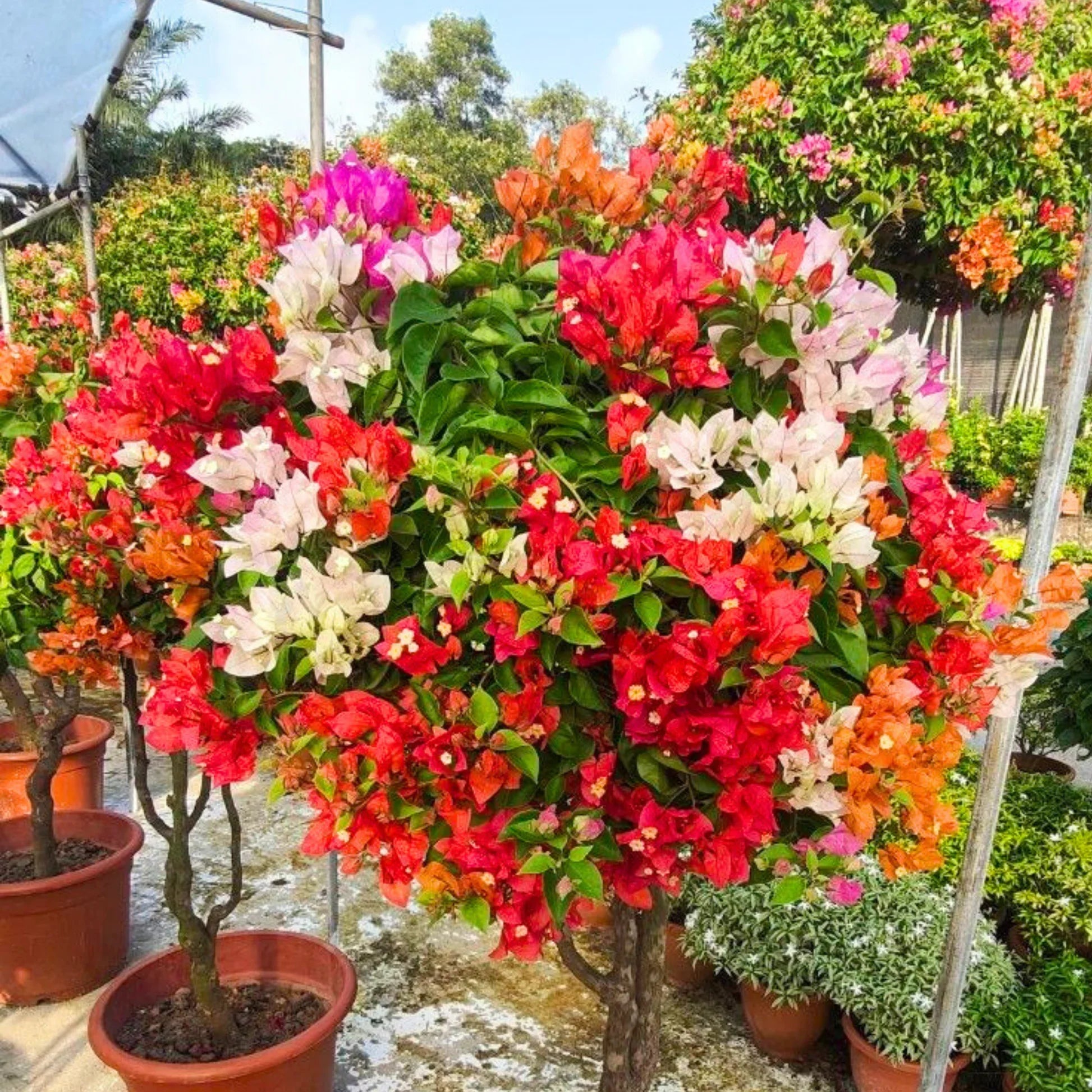 Mixed bougainvillea flowering samen for gardens