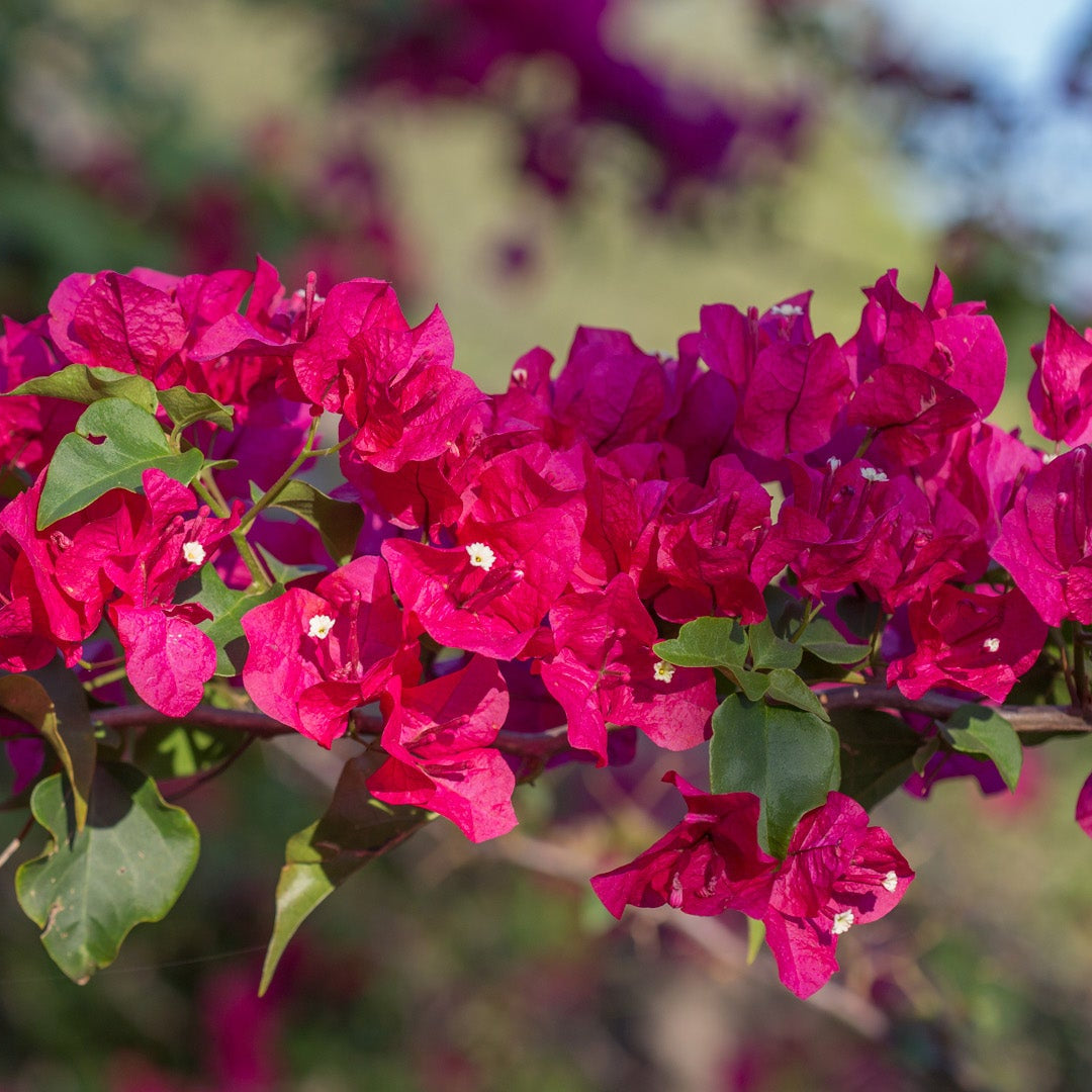Ornamental rosa bougainvillea samen for landscapes