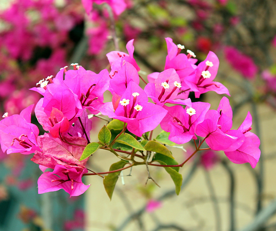 Rosa bougainvillea flowering samen for gardens