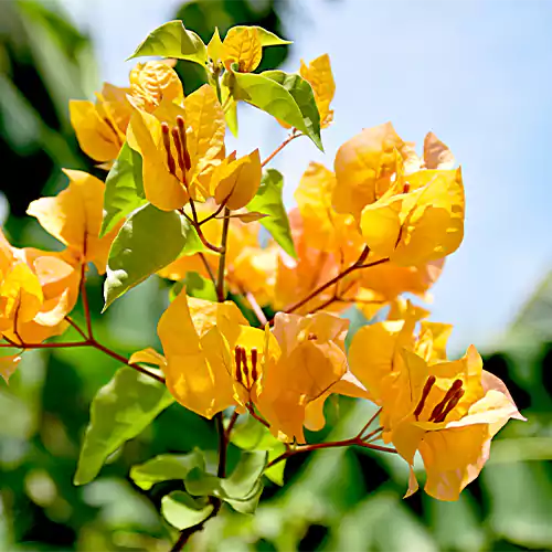 Drillingsblume Blumensamen zur Aussaat – farbenfroh Schau – Traditionssorte & ohne Gentechnik Samen Hausgarten