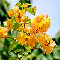 Gelb Drillingsblume Blumensamen zur Aussaat – Bestäuber freundlich – Traditionssorte & ohne Gentechnik Samen Hausgarten