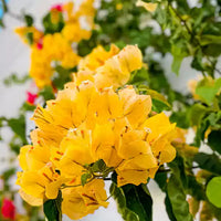 Drillingsblume Blumensamen zur Aussaat – farbenfroh Schau – Traditionssorte & ohne Gentechnik Samen Hausgarten
