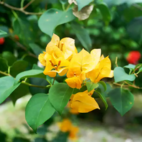 Drillingsblume Gelb Blumensamen zur Aussaat – Schnitt Blume beliebt – Traditionssorte & ohne Gentechnik Samen Hausgarten