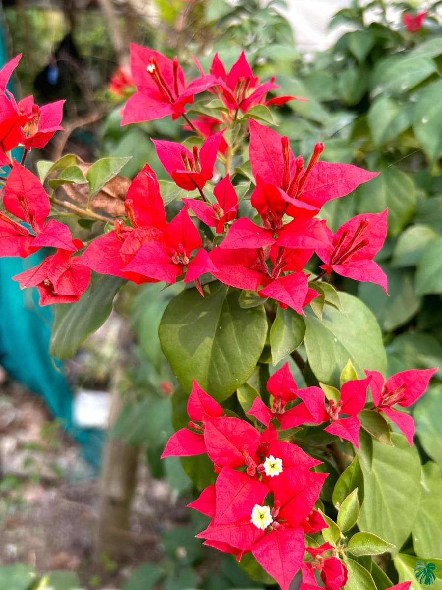 Bougainvillea samen for töpfen and climbing displays