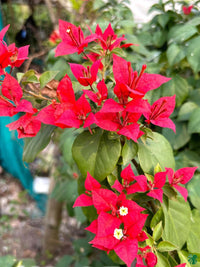 Bougainvillea samen for töpfen and climbing displays