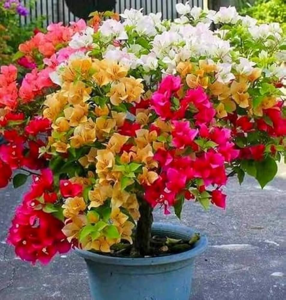 Bougainvillea mixed samen for anpflanzung