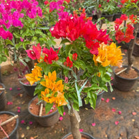 mehrfarbig Drillingsblume Blumensamen zur Aussaat farbenfroh Schau Traditionssorte & ohne Gentechnik Samen Hausgarten