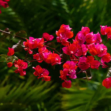 Buganvilla blume samen for anpflanzung - easy to grow, heirloom & gmo free samen for home garten
 
 sale samen for home garten