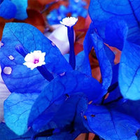Bougainvillea spectabilis blau blume vines